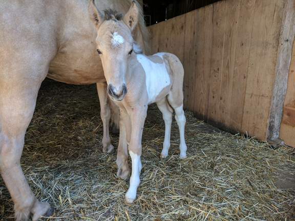 Svalinn vom Rindergraben