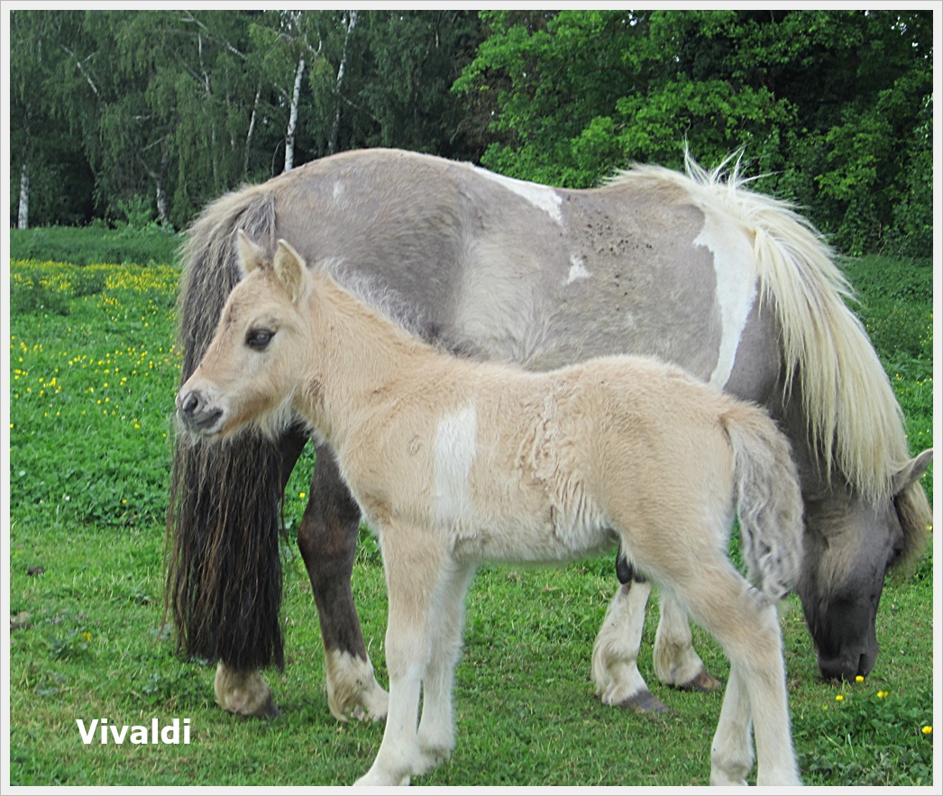Vivaldi