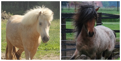 Sunna vom Rindergraben x Demantur vom Derkingshof