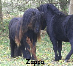 Zappa van stepelo